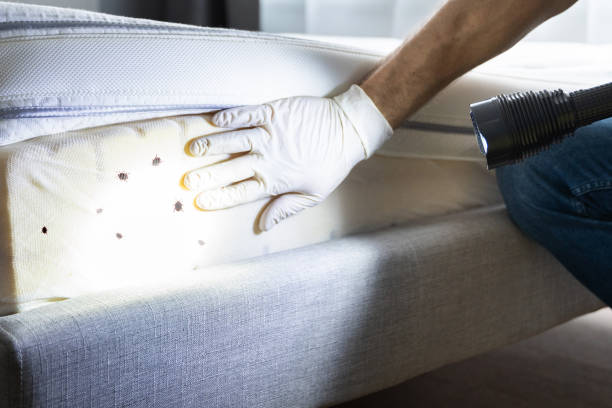 Best Pest Control Near Me  in Hwatha, IA